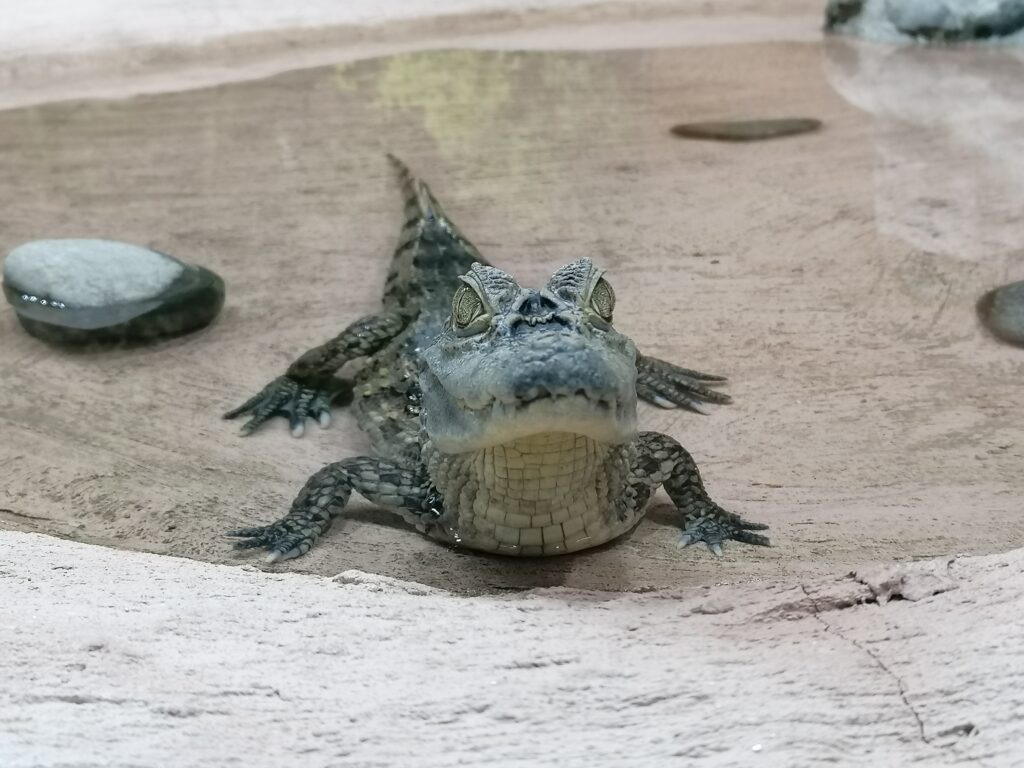 Caimán de anteojos (Caiman crocodylus )