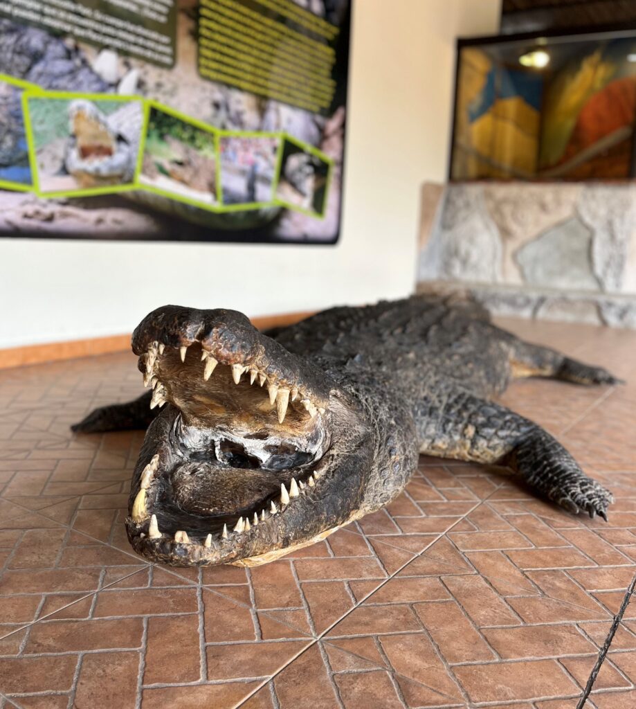 Paco, the largest crocodile of Europe