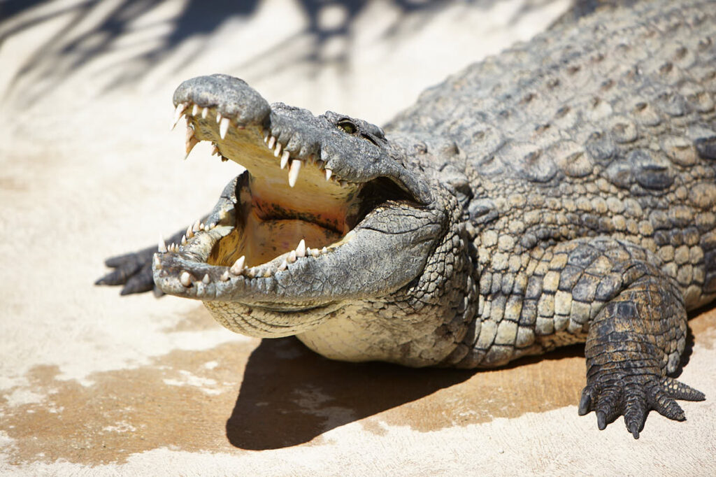 Cocodrilo del Nilo (Crocodylus niloticus)