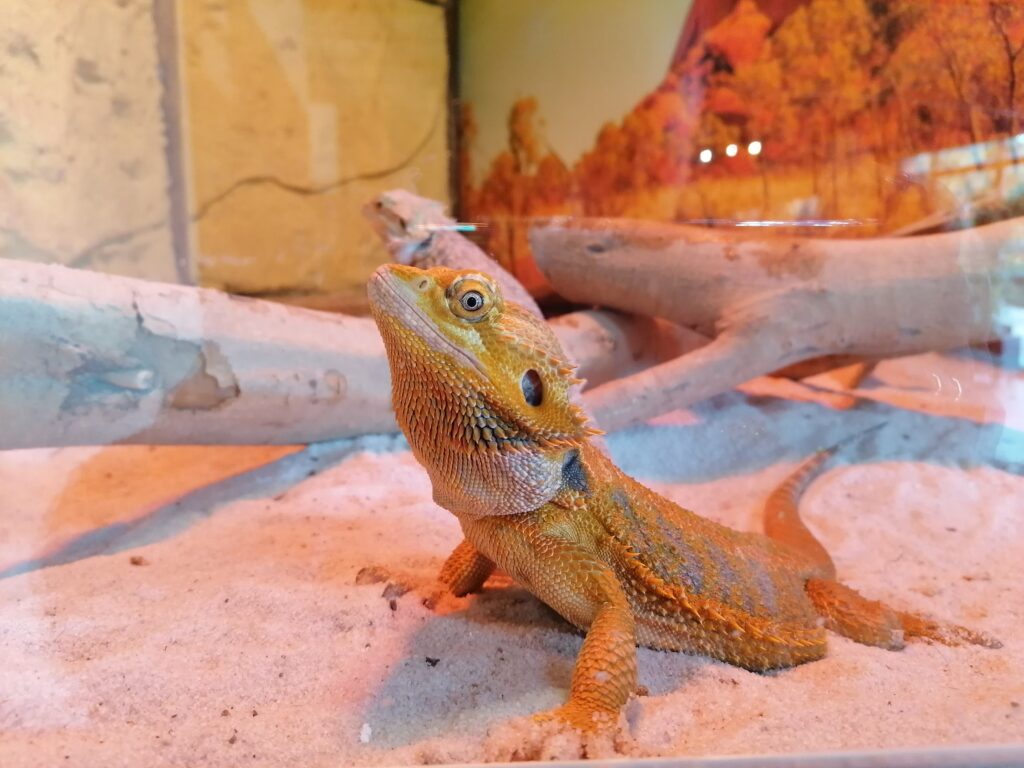 Dragón barbudo (Pogona vitticeps)