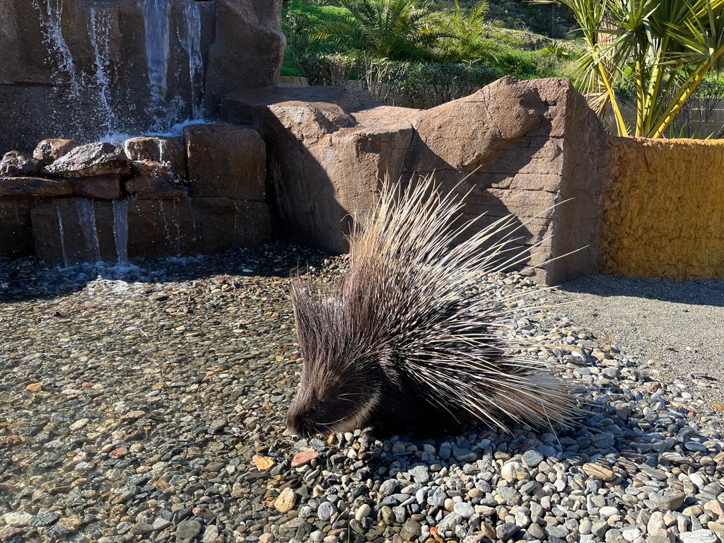 Crested porcupine (hystrix cristata)