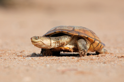 african helmeted tortoise (pelomedusa subrufa)
