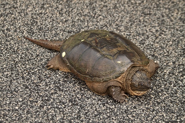 snapping tortoise (chelydra serpentina)