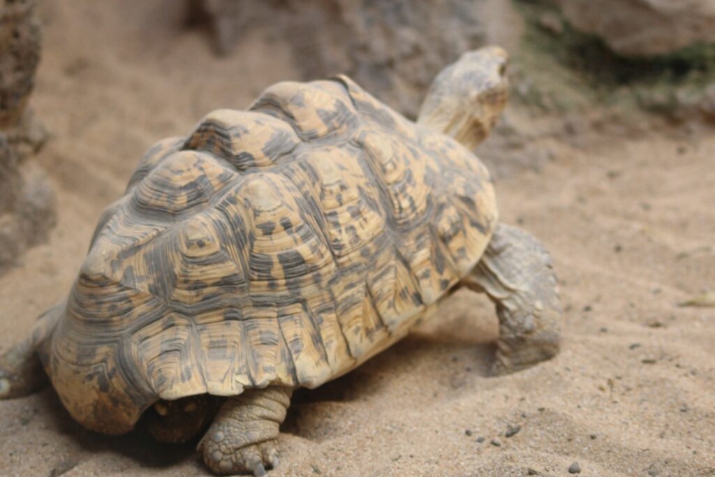 spur-thighed tortoise (testudo graeca)
