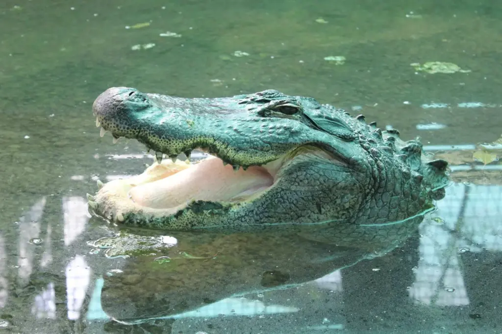Aligator americano (Alligator mississippiensis )